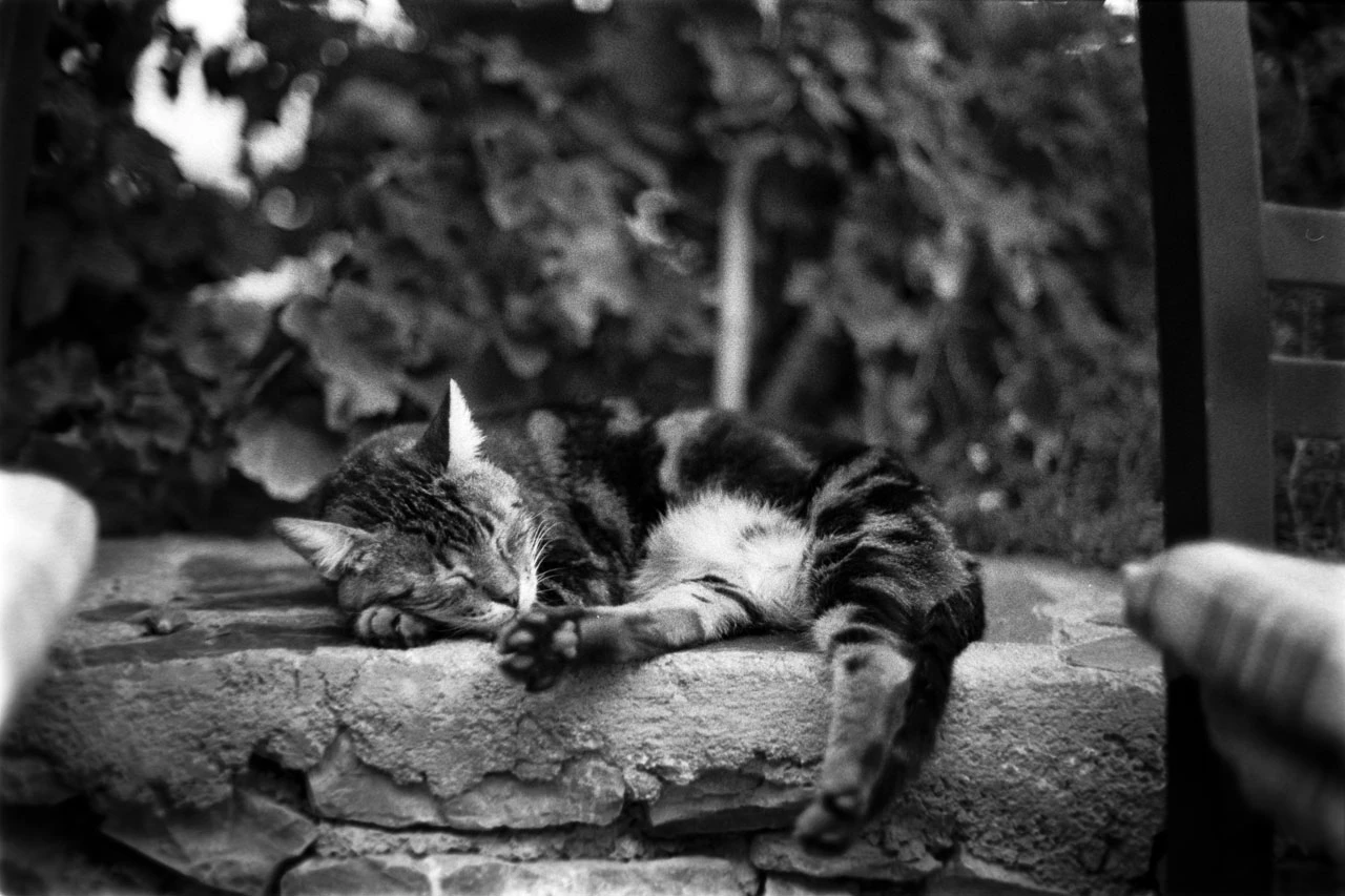 Cretan cat