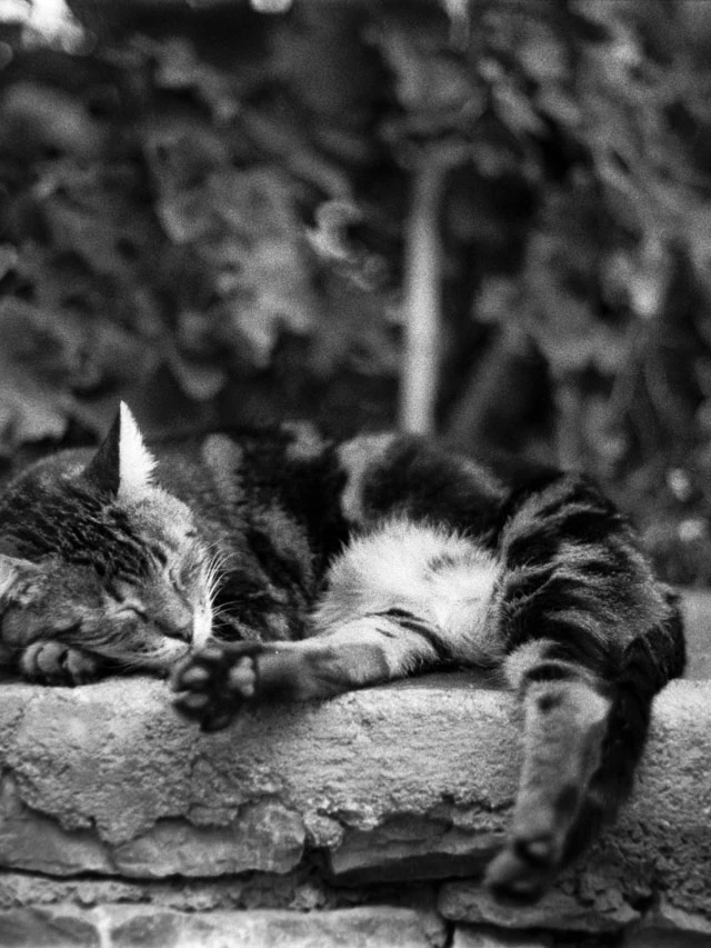 Cretan cat