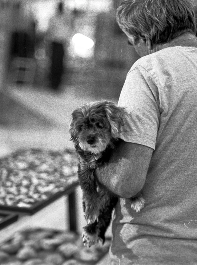 Cretan dog