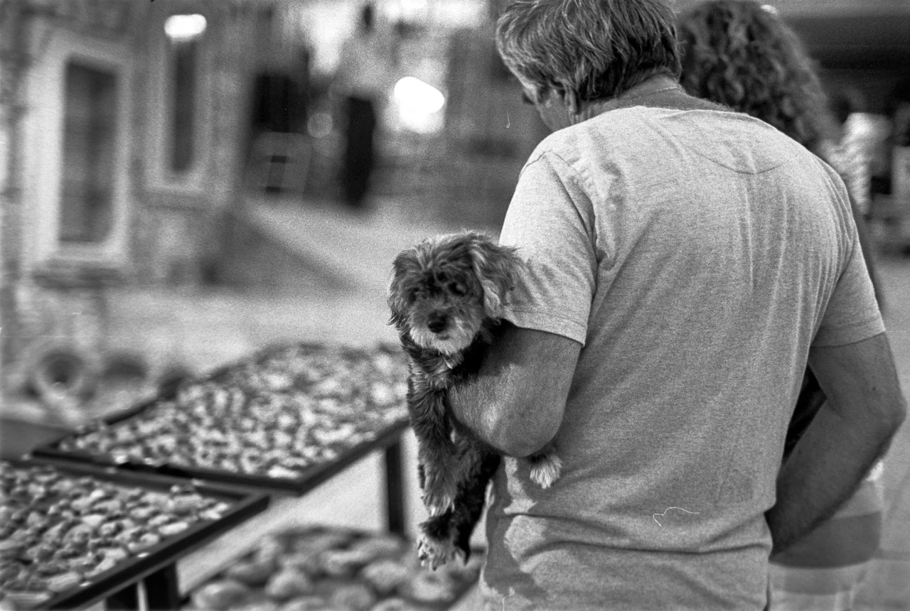 Cretan dog