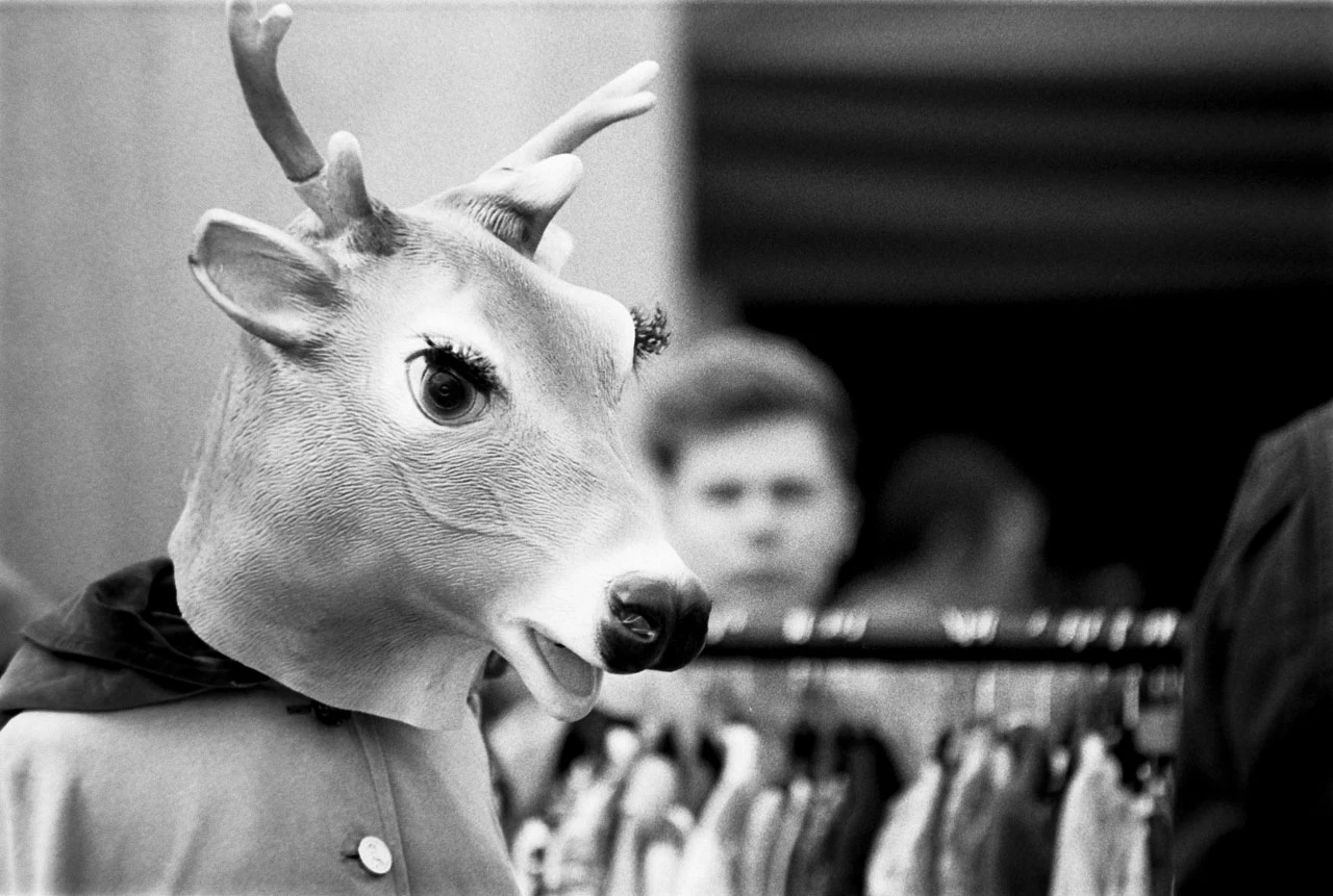 Deer or moose