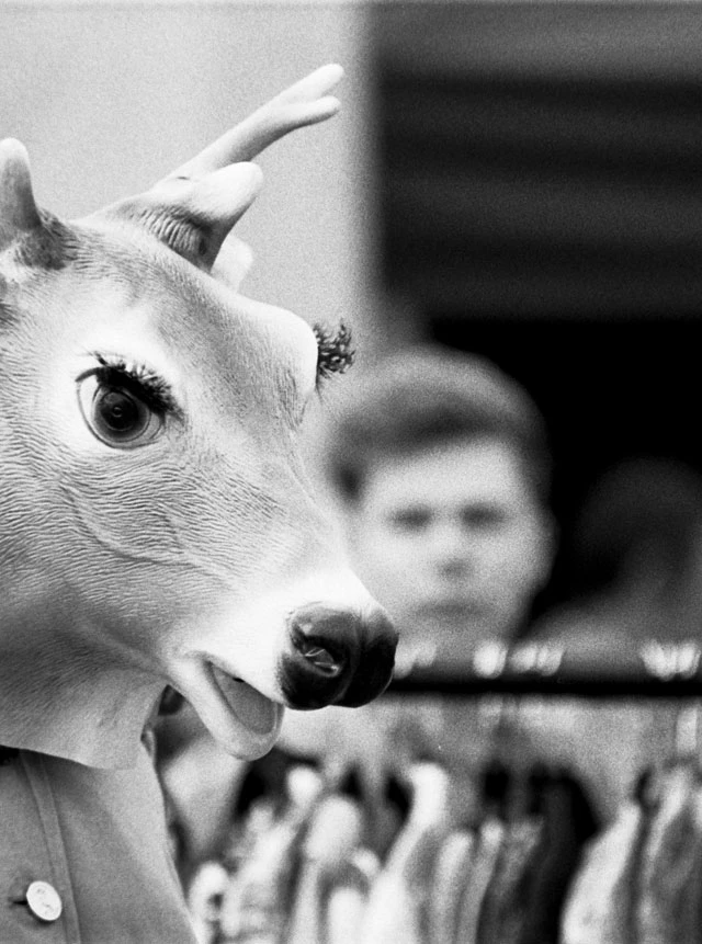 Deer or moose