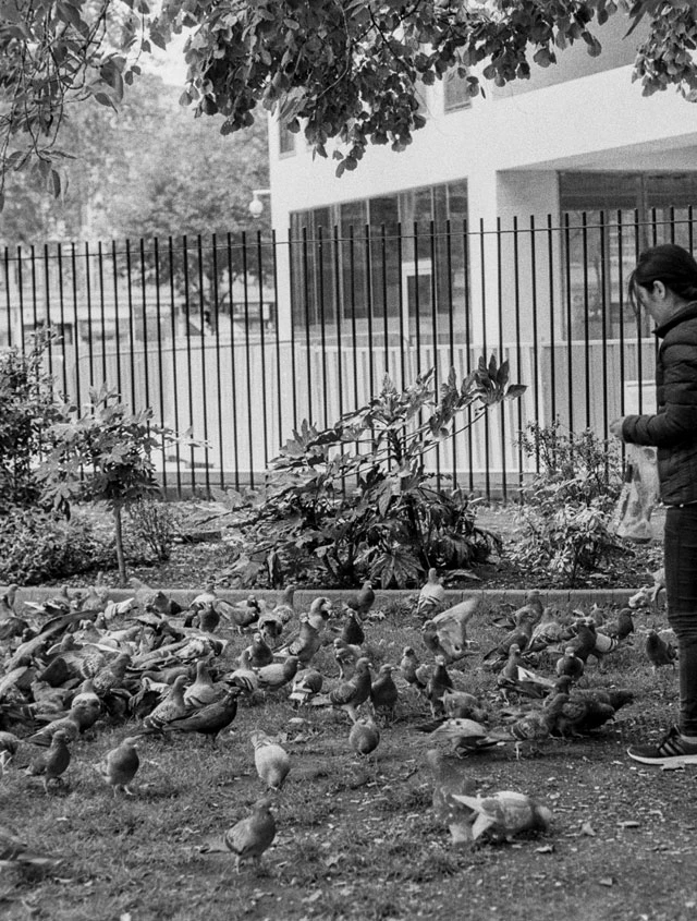 Feed them pigeons