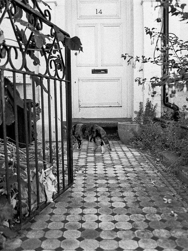 Going home cat