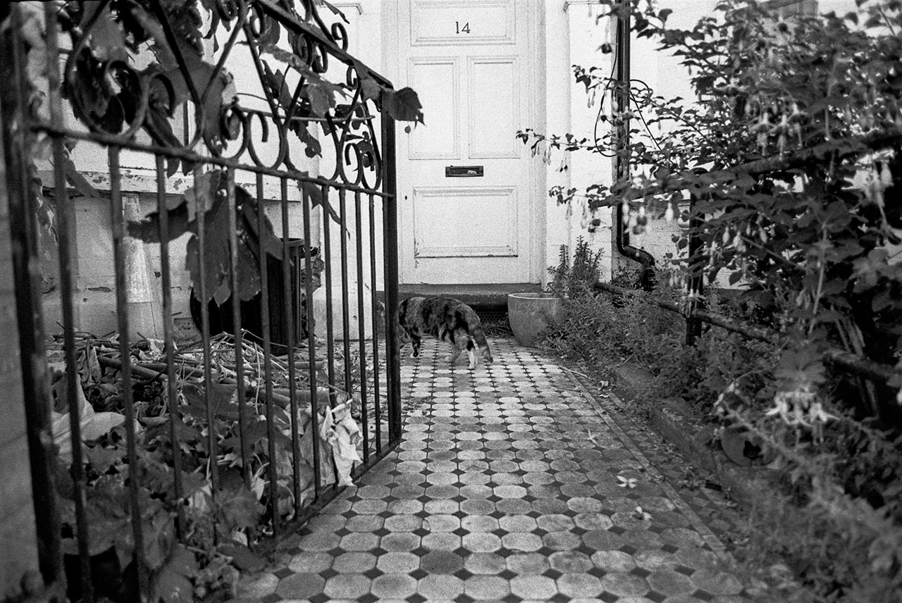 Going home cat