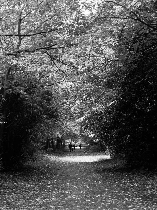 In the woods