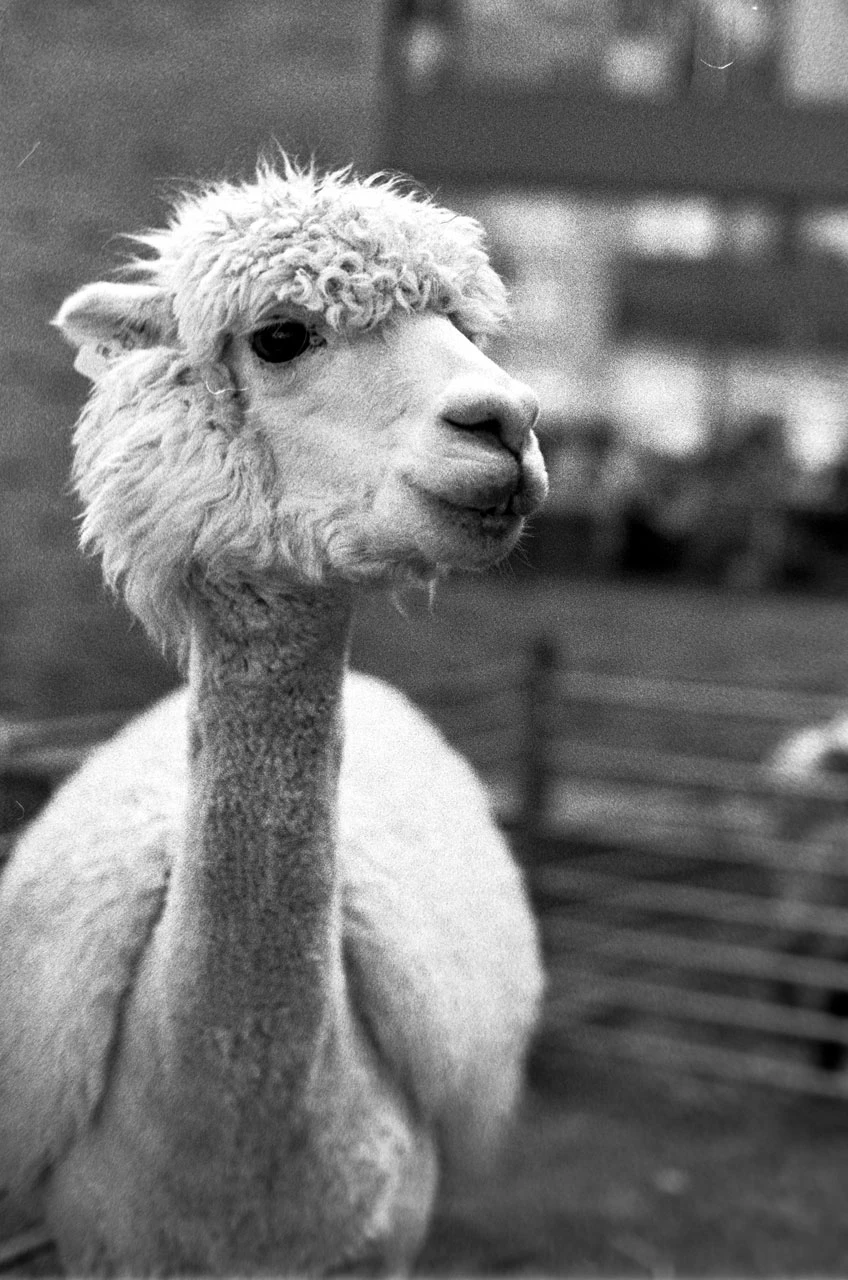 Lama portrait