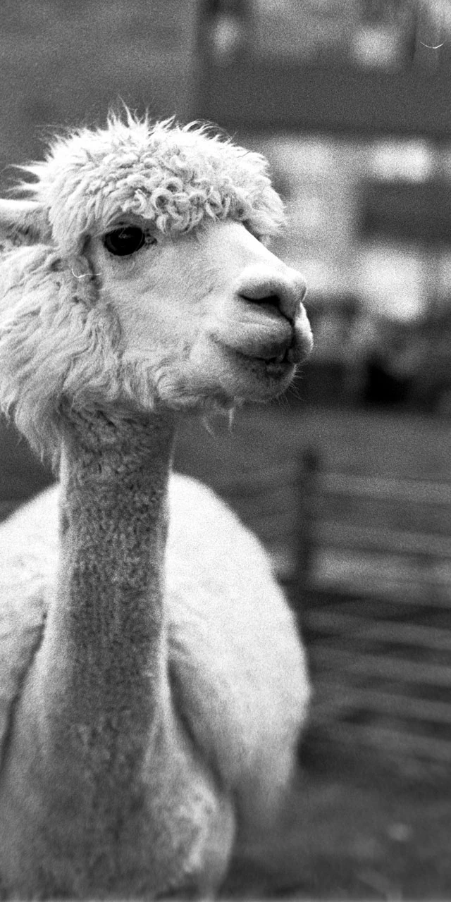 Lama portrait