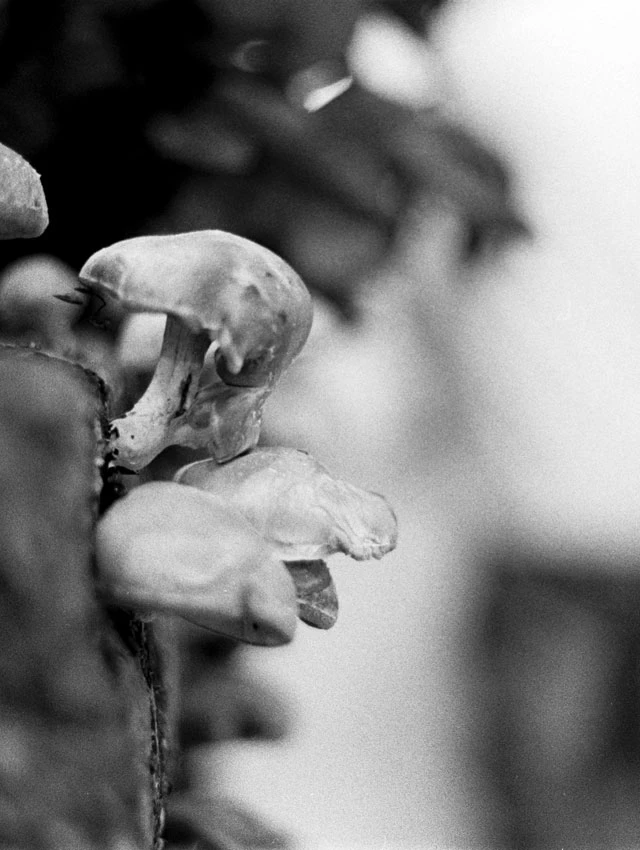 Shiitake mushrooms