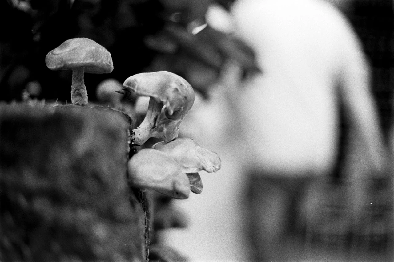Shiitake mushrooms