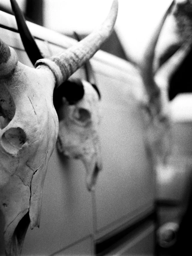 Skulls and horns
