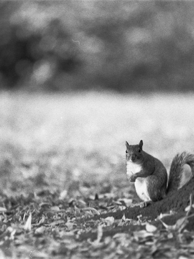 Squirrel at Battersea park