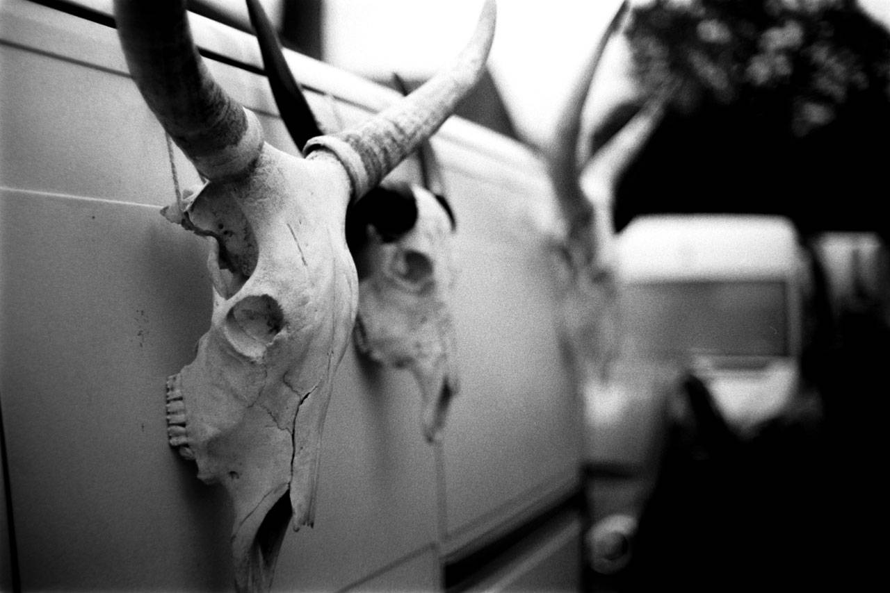 Skulls and horns