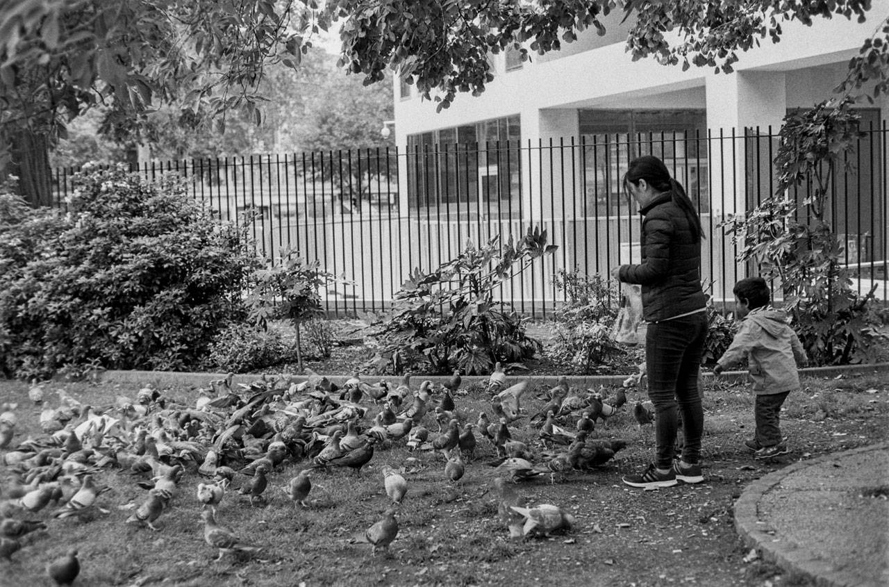 Feed them pigeons